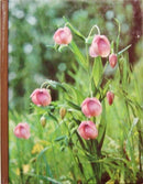 Wild-Flower Gardening - Repeats4U